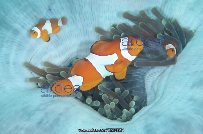: 80186765 False Clown Anemonefish - in Magnificent : 80186765 False Clown Anemonefish - in Magnificent