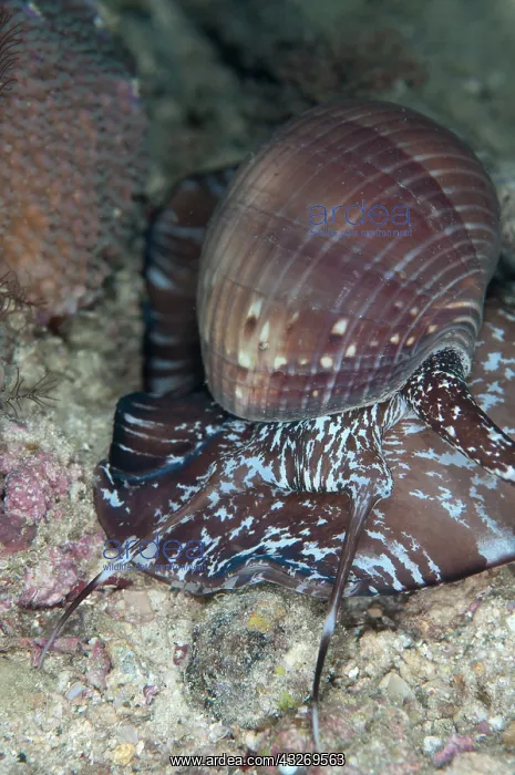 : 80186766 Tun Shell - on sand Saonex Pier dive site : 80186766 Tun Shell - on sand Saonex Pier dive site