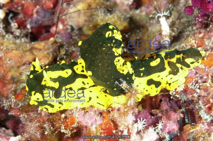  : 80186767 Minor Notodoris Nudibranch - on coral