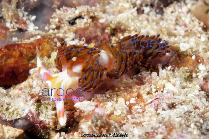 : 80186768 Milne Bay Godiva Nudibranch Mike's Point : 80186768 Milne Bay Godiva Nudibranch Mike's Point