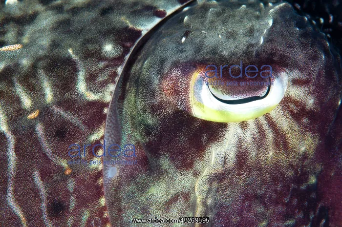 : 80186769 Broadclub Cuttlefish - closeup Otdina : 80186769 Broadclub Cuttlefish - closeup Otdina