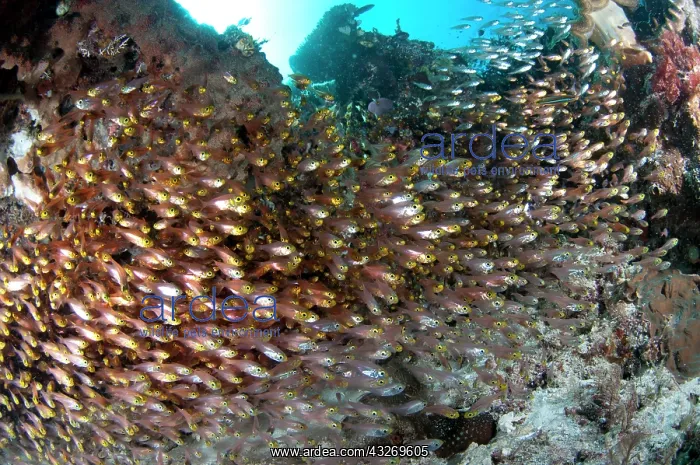  : 80186770 Yellow Sweepers - school Otdina Reef dive