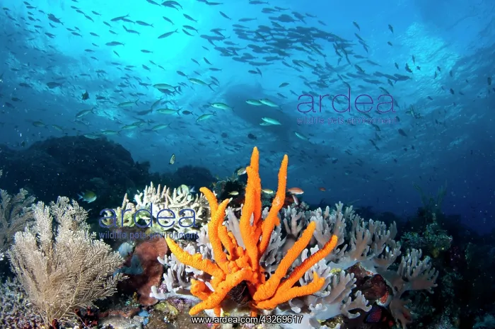 : 80186771 Reef Scene - scenic view of orange sponge : 80186771 Reef Scene - scenic view of orange sponge