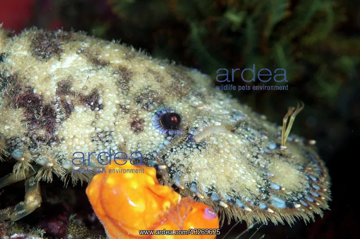  : 80186772 Slipper Lobster Mioskon dive site, Dampier