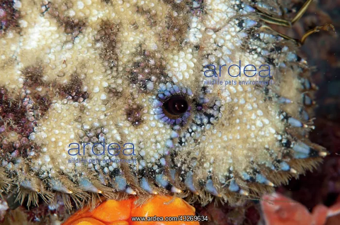 : 80186773 Slipper Lobster Mioskon dive site, Dampier : 80186773 Slipper Lobster Mioskon dive site, Dampier