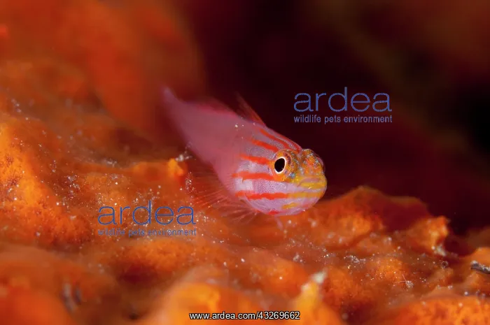 : 80186776 Stripedhead Dwarfgoby Citrus Ridge dive : 80186776 Stripedhead Dwarfgoby Citrus Ridge dive