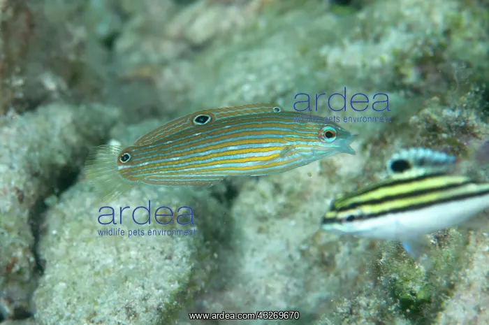 : 80186777 Tailspot Wrasse - with Juvenile Bridled : 80186777 Tailspot Wrasse - with Juvenile Bridled