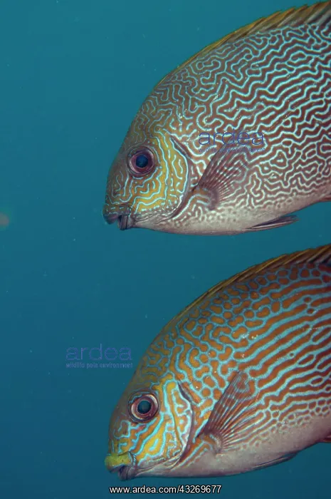  : 80186778 Lined Rabbitfish - (lower) and Vermiculated