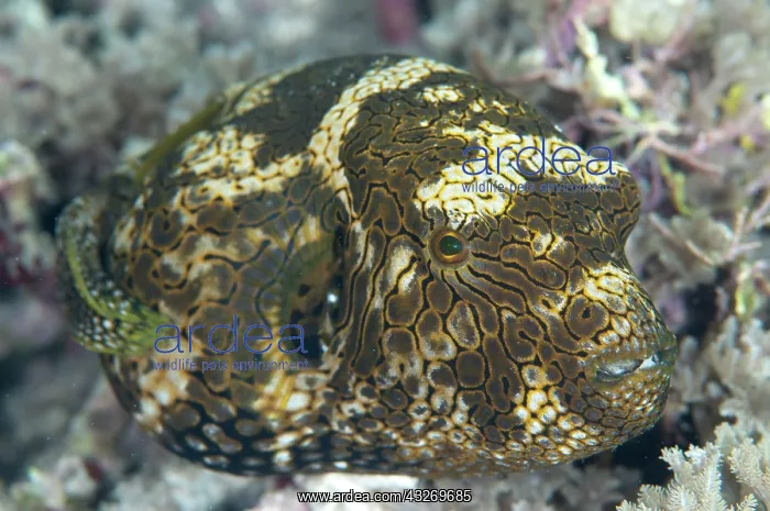 : 80186779 Map Puffer - juvenile Mangrove Ridge dive : 80186779 Map Puffer - juvenile Mangrove Ridge dive