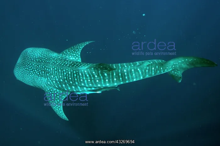 : 80186780 Whale Shark - with Remoras Cenderawasih : 80186780 Whale Shark - with Remoras Cenderawasih