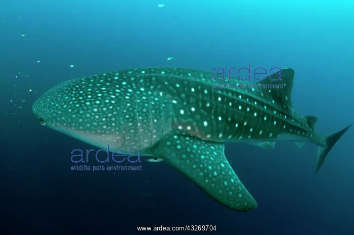 : 80186782 Whale Shark - with Remoras Cenderawasih : 80186782 Whale Shark - with Remoras Cenderawasih