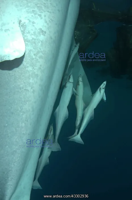 : 80186784 Whale Shark - showing underside with Remoras : 80186784 Whale Shark - showing underside with Remoras
