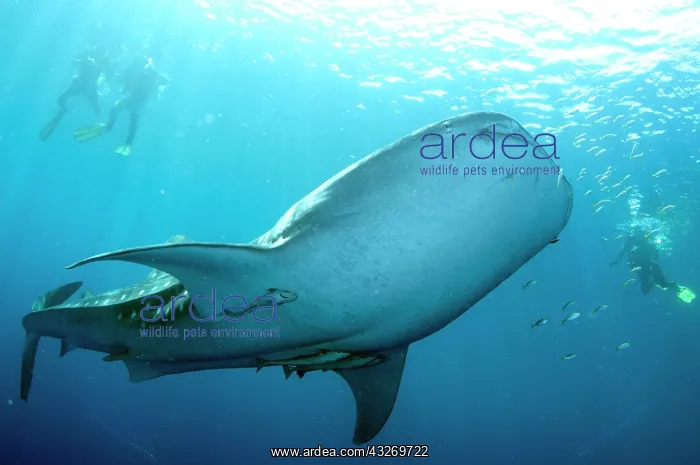: 80186785 Whale Shark - with Remoras at surface with : 80186785 Whale Shark - with Remoras at surface with