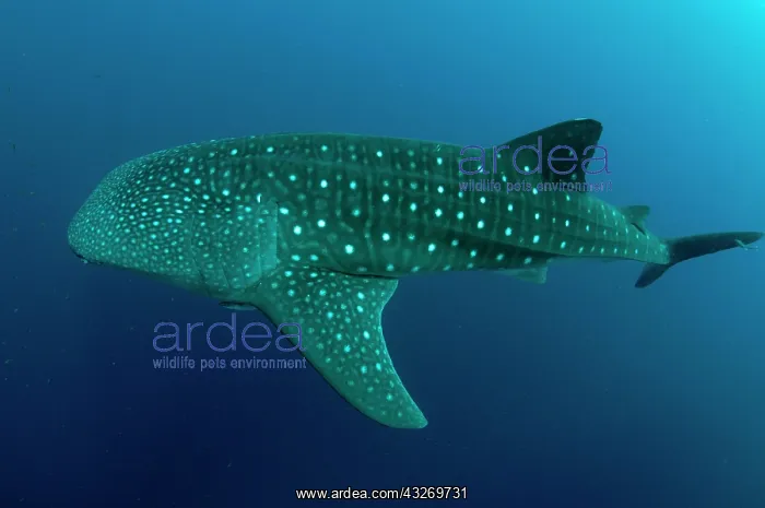 : 80186786 Whale Shark Cenderawasih (Bird of Paradise) : 80186786 Whale Shark Cenderawasih (Bird of Paradise)
