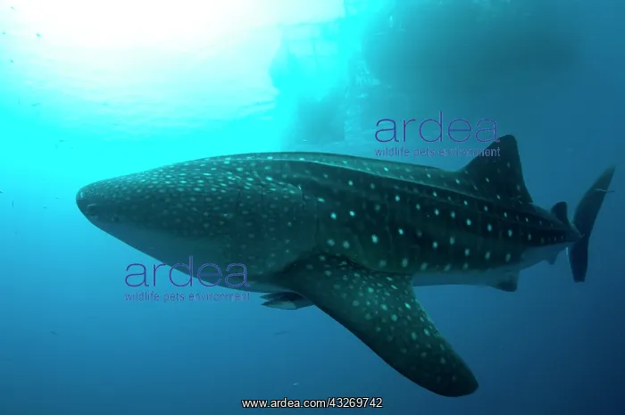 : 80186787 Whale Shark - with Remoras and sun in background : 80186787 Whale Shark - with Remoras and sun in background