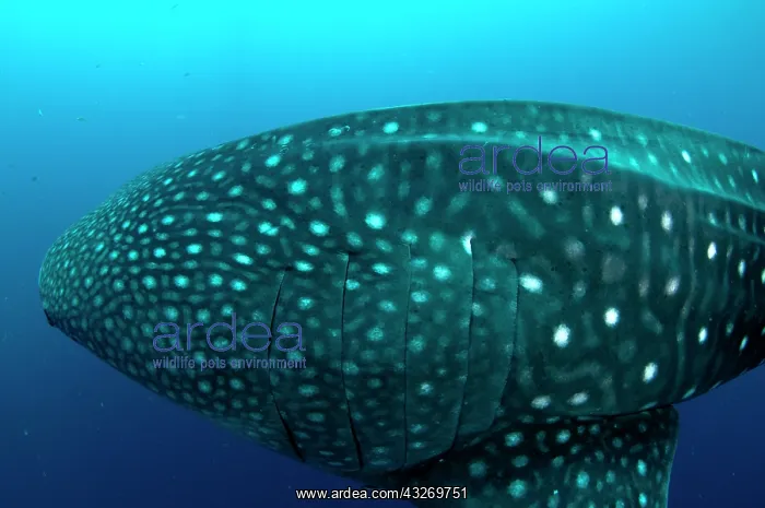 : 80186788 Whale Shark Cenderawasih (Bird of Paradise) : 80186788 Whale Shark Cenderawasih (Bird of Paradise)