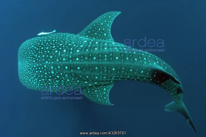 : 80186789 Whale Shark - with Remoras Cenderawasih : 80186789 Whale Shark - with Remoras Cenderawasih