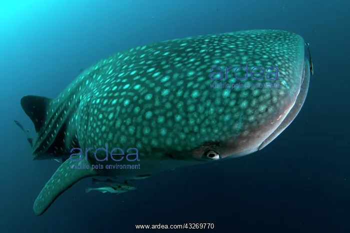 : 80186790 Whale Shark - with Remoras Cenderawasih : 80186790 Whale Shark - with Remoras Cenderawasih