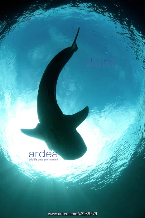 : 80186791 Whale Shark - silhouette with sun in background : 80186791 Whale Shark - silhouette with sun in background