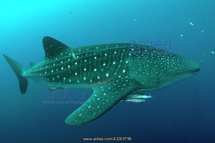 : 80186793 Whale Shark - with Remoras Cenderawasih : 80186793 Whale Shark - with Remoras Cenderawasih