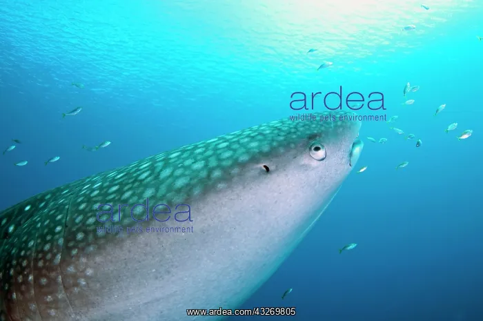 : 80186794 Whale Shark - with sun in background Cenderawasih : 80186794 Whale Shark - with sun in background Cenderawasih