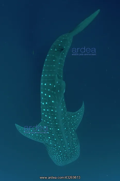 : 80186795 Whale Shark Cenderawasih (Bird of Paradise) : 80186795 Whale Shark Cenderawasih (Bird of Paradise)