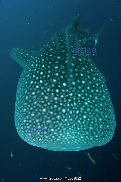 : 80186796 Whale Shark Cenderawasih (Bird of Paradise) : 80186796 Whale Shark Cenderawasih (Bird of Paradise)