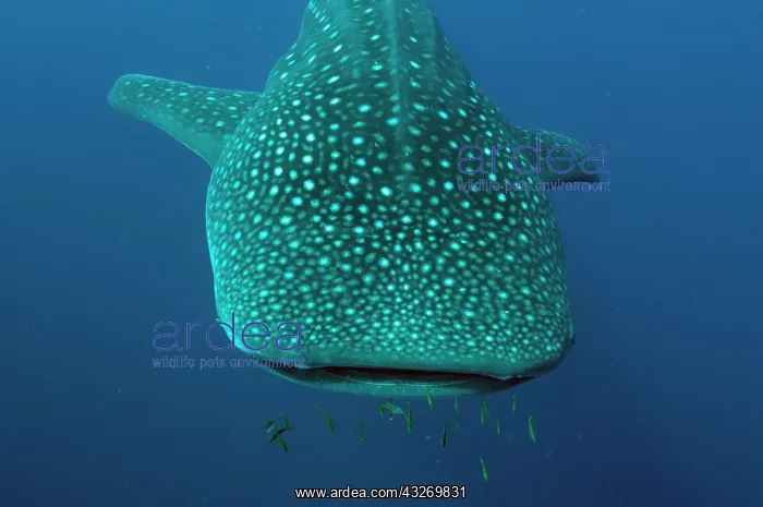 : 80186797 Whale Shark - with small fish by mouth : 80186797 Whale Shark - with small fish by mouth