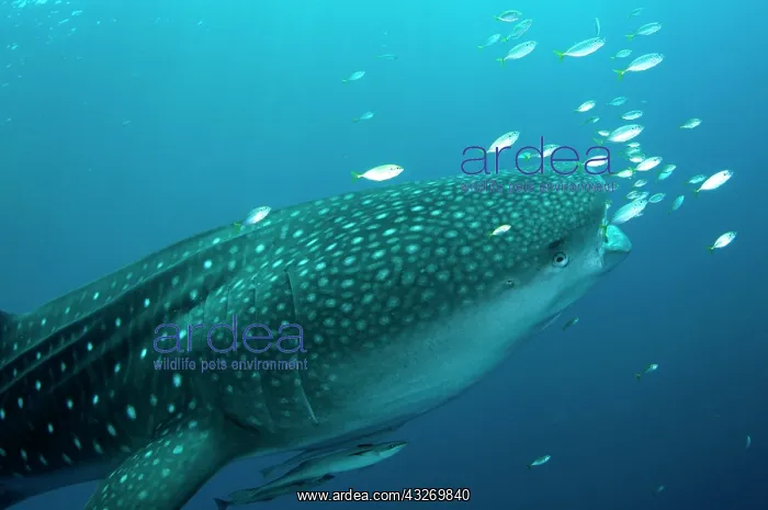  : 80186798 Whale Shark - with small fish and Remoras