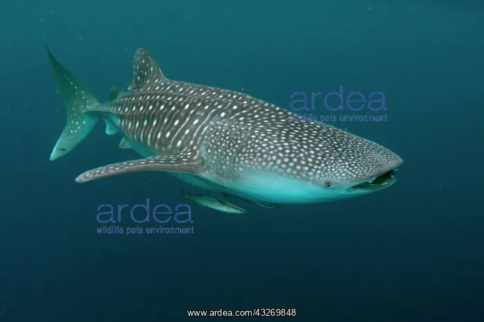 : 80186799 Whale Shark - with Remoras Cenderawasih : 80186799 Whale Shark - with Remoras Cenderawasih