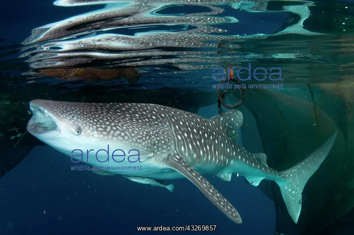 : 80186800 Whale Shark - at surface feeding from fishing : 80186800 Whale Shark - at surface feeding from fishing