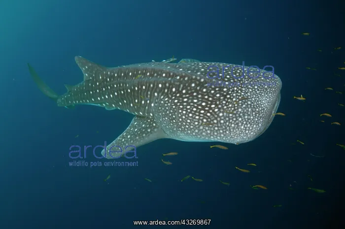 : 80186801 Whale Shark - with small fish Cenderawasih