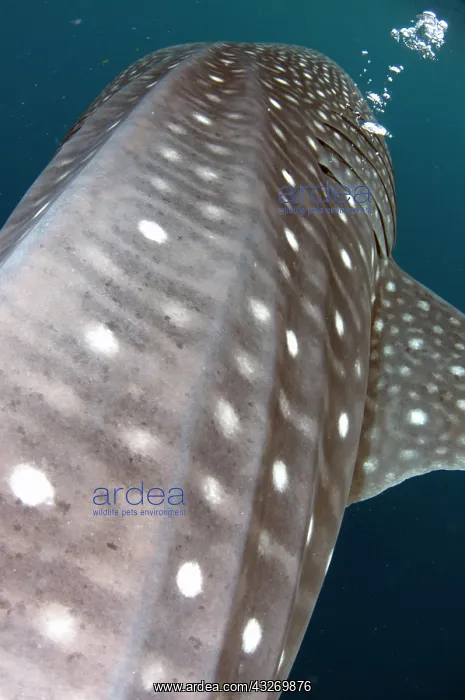 : 80186802 Whale Shark - blowing bubbles Cenderawasih : 80186802 Whale Shark - blowing bubbles Cenderawasih
