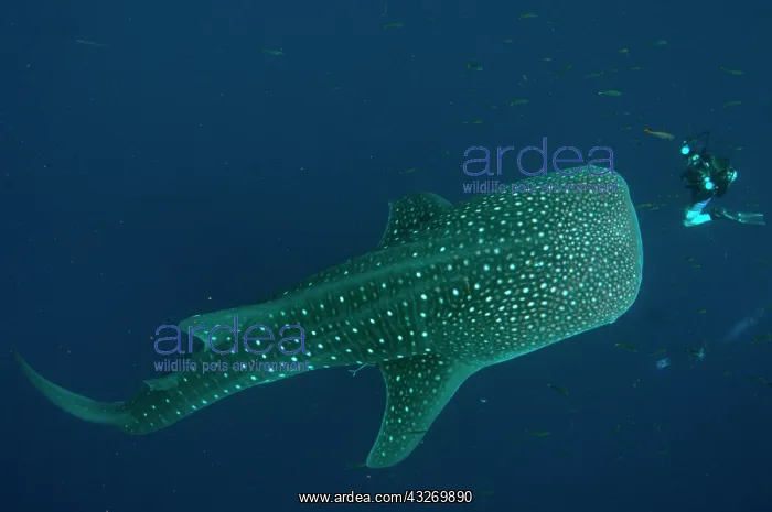 : 80186804 Whale Shark - being photographed by diver : 80186804 Whale Shark - being photographed by diver
