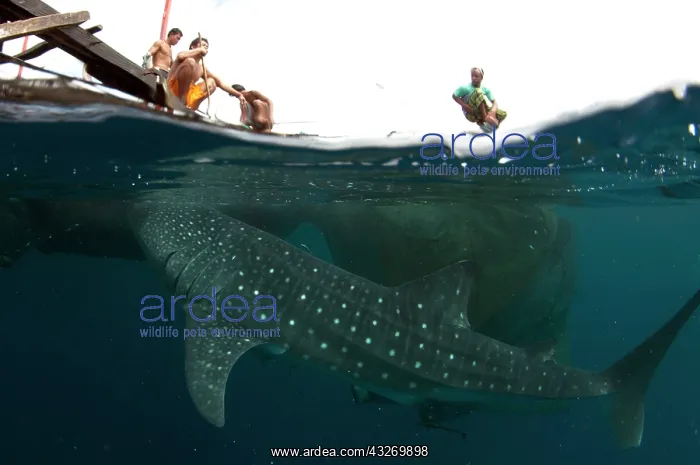 : 80186805 Whale Shark - being fed at surface by fishermen : 80186805 Whale Shark - being fed at surface by fishermen