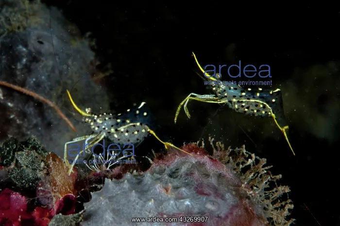 : 80186806 Clear Cleaner Shrimp - pair - Nabire dive : 80186806 Clear Cleaner Shrimp - pair - Nabire dive