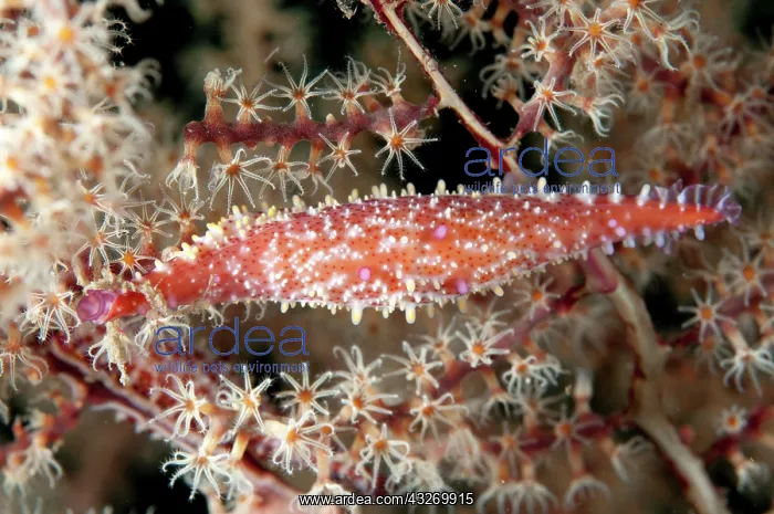 : 80186807 Rosy Spindle Cowrie Shell - in coral fan : 80186807 Rosy Spindle Cowrie Shell - in coral fan