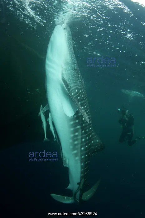 : 80186808 Whale Shark - with Remoras being photographed : 80186808 Whale Shark - with Remoras being photographed