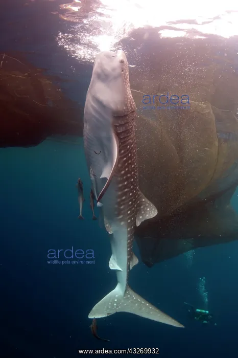 : 80186809 Whale Shark - with Remoras while feeding : 80186809 Whale Shark - with Remoras while feeding