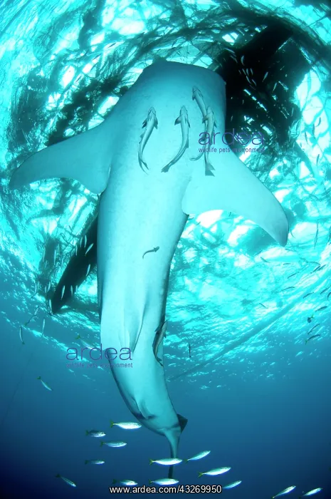 : 80186811 Whale Shark - with small fish and Remoras : 80186811 Whale Shark - with small fish and Remoras