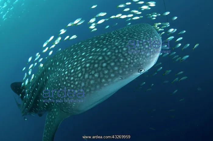 : 80186812 Whale Shark - surrounded by small fish : 80186812 Whale Shark - surrounded by small fish