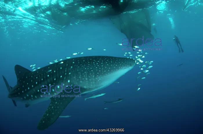 : 80186813 Whale Shark - with small fish and Remoras : 80186813 Whale Shark - with small fish and Remoras