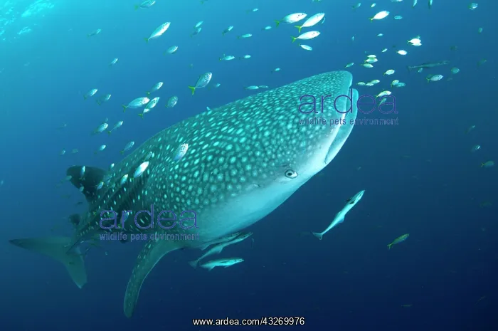 : 80186814 Whale Shark - with small fish and Remoras : 80186814 Whale Shark - with small fish and Remoras