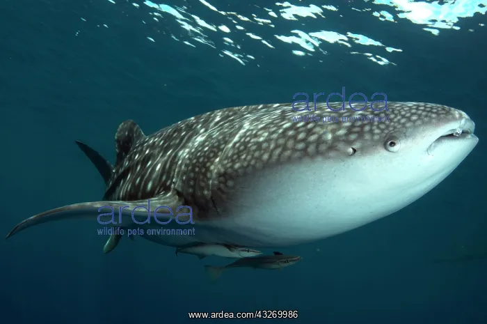 : 80186815 Whale Shark - with Remoras Cenderawasih : 80186815 Whale Shark - with Remoras Cenderawasih