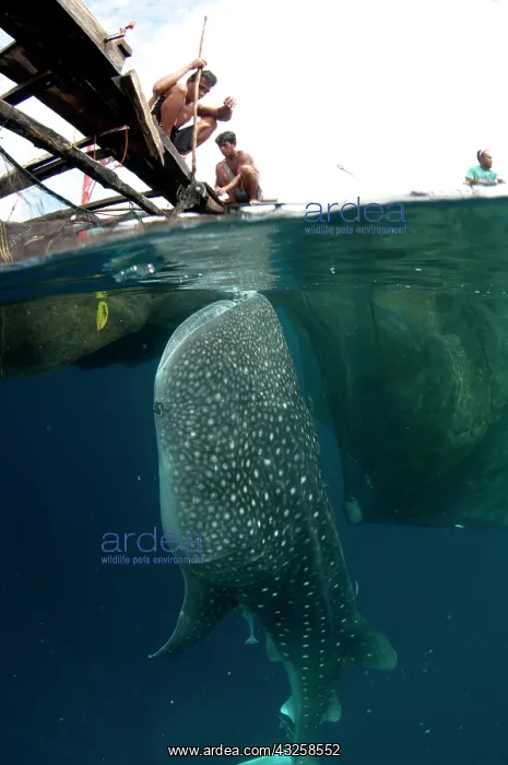 : 80186816 Whale Shark - being fed by fishermen at : 80186816 Whale Shark - being fed by fishermen at