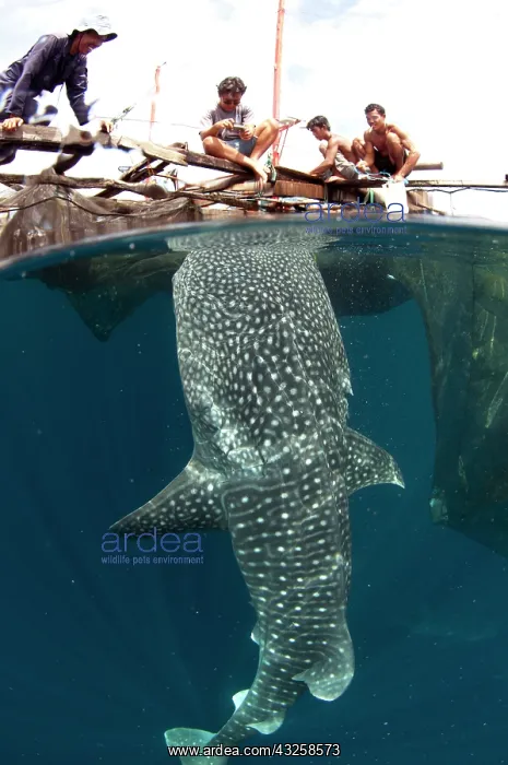 : 80186819 Whale Shark - being fed by fishermen at : 80186819 Whale Shark - being fed by fishermen at