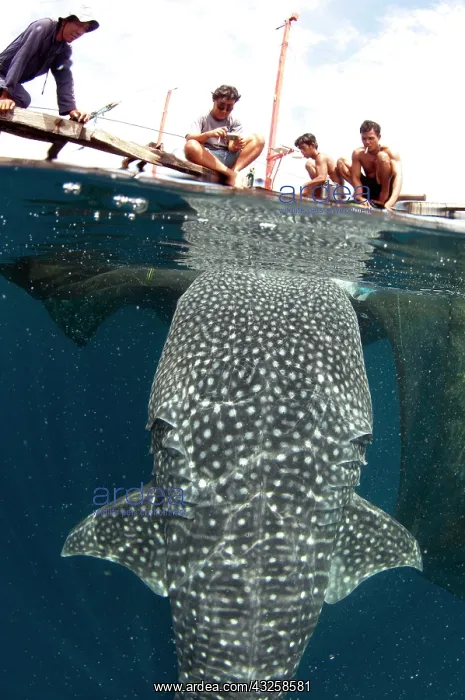 : 80186820 Whale Shark - being fed by fishermen at : 80186820 Whale Shark - being fed by fishermen at