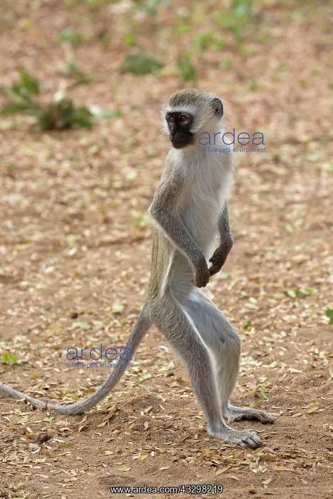 : 80186821 Black-faced vervet monkey standing up on : 80186821 Black-faced vervet monkey standing up on