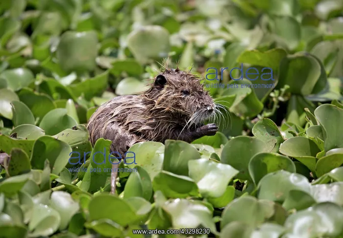 : 80186822 Coypu feeding in water hyacinth bed imported : 80186822 Coypu feeding in water hyacinth bed imported