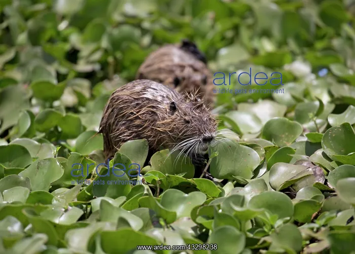 : 80186823 Coypus feeding in water hyacinth bed imported : 80186823 Coypus feeding in water hyacinth bed imported
